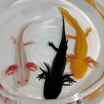 淡水龍魚的價格是多少（淡水龍魚發色出狀態攻略養紅龍魚發色出狀態攻略）