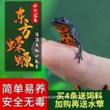 淡水龍魚的價格是多少（淡水龍魚發色出狀態攻略養紅龍魚發色出狀態攻略）