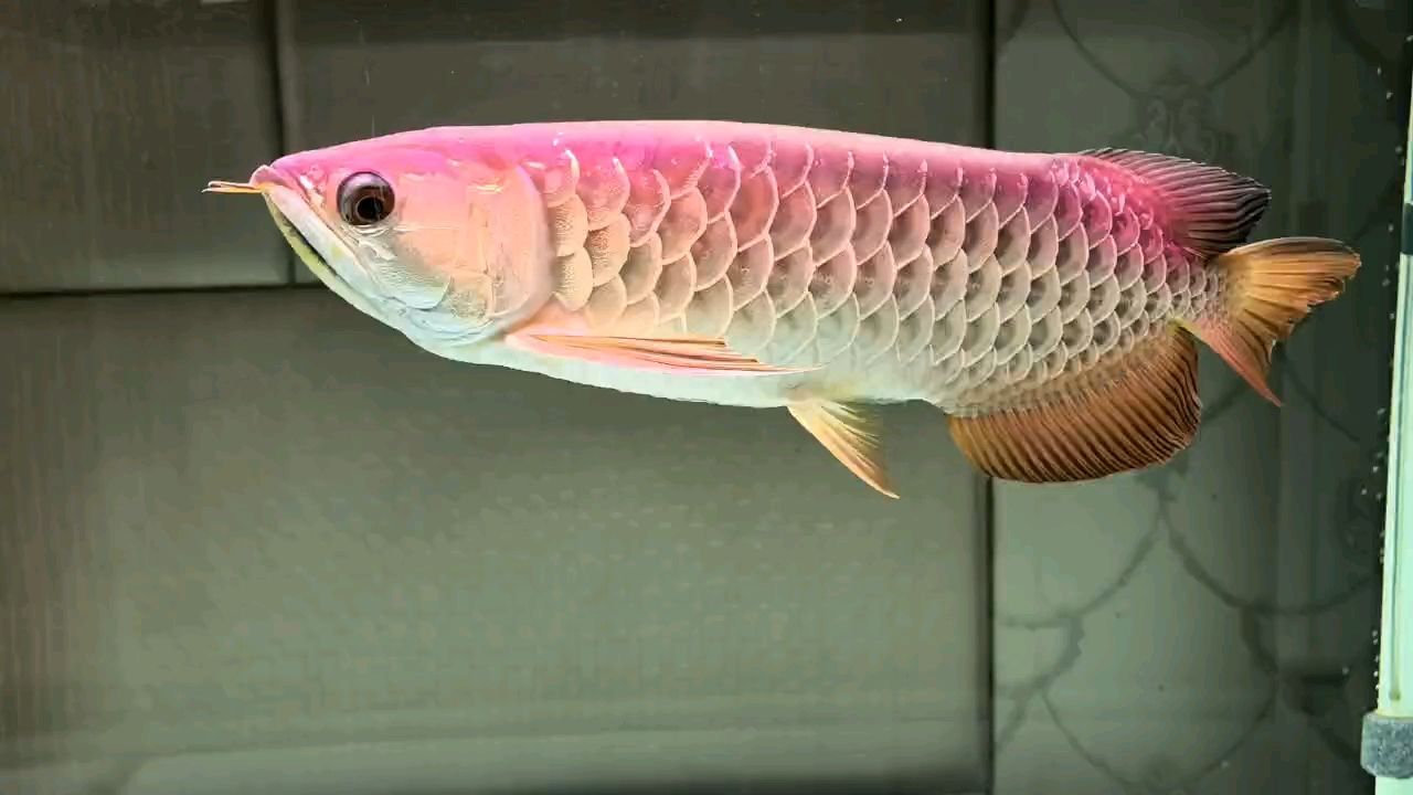 這條魚可以賣多少？45公分樣子