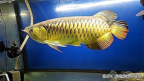 明光哪個水族館龍魚好？祥龍魚場龍魚（廣州龍魚祥龍魚場） 明光哪個水族館龍魚好？祥龍魚場龍魚（廣州龍魚祥龍魚場） 龍魚百科 第11張