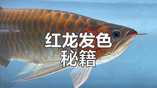 紅龍魚發色技巧視頻（紅龍魚發色技巧視頻，紅龍魚發色秘密都在這兒了）