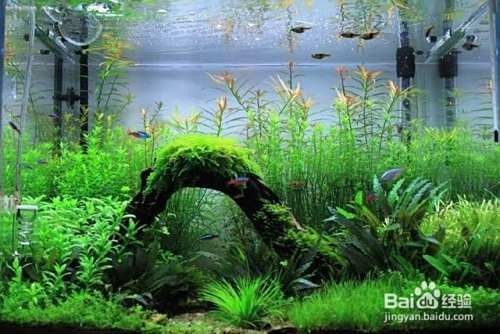 金龍魚造景需要哪些材料