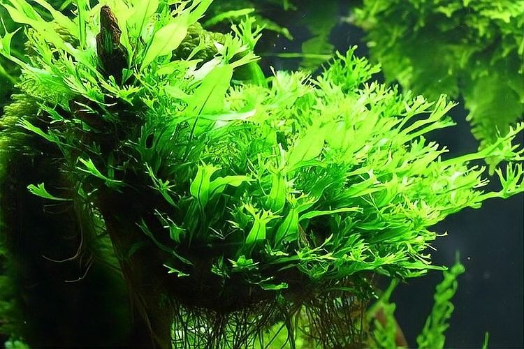 金龍魚造景需要哪些材料