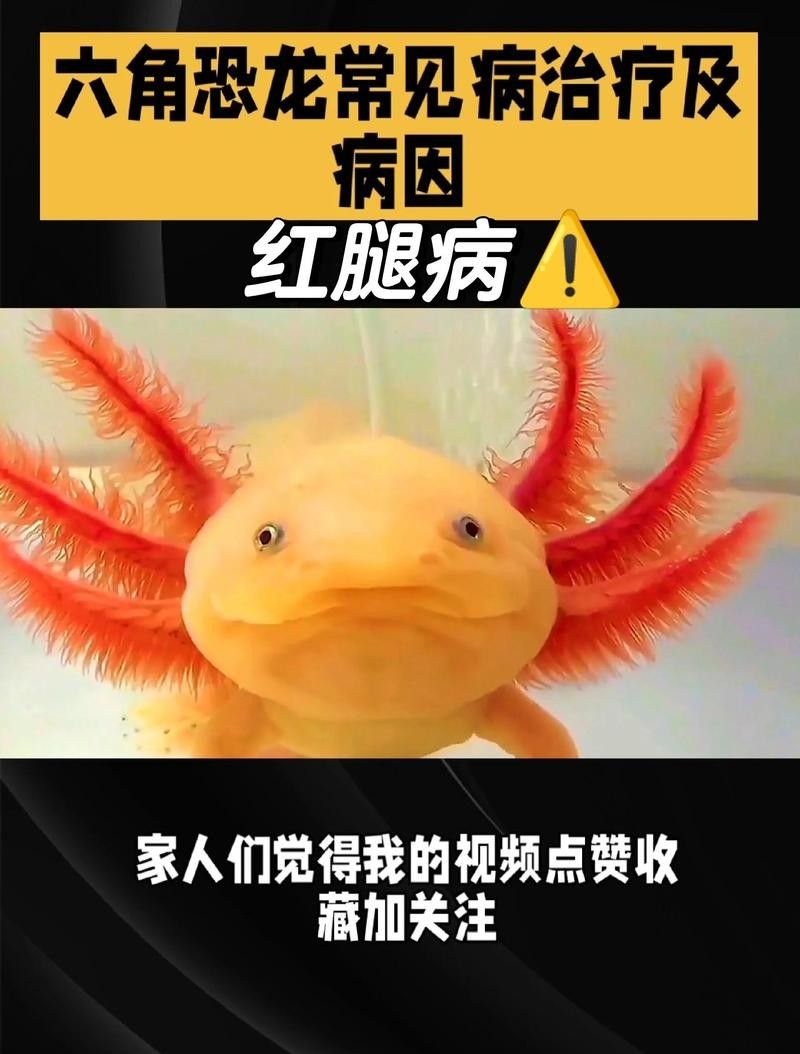 六角龍魚爪子感染如何治療？（六角恐龍爪子感染怎么辦）
