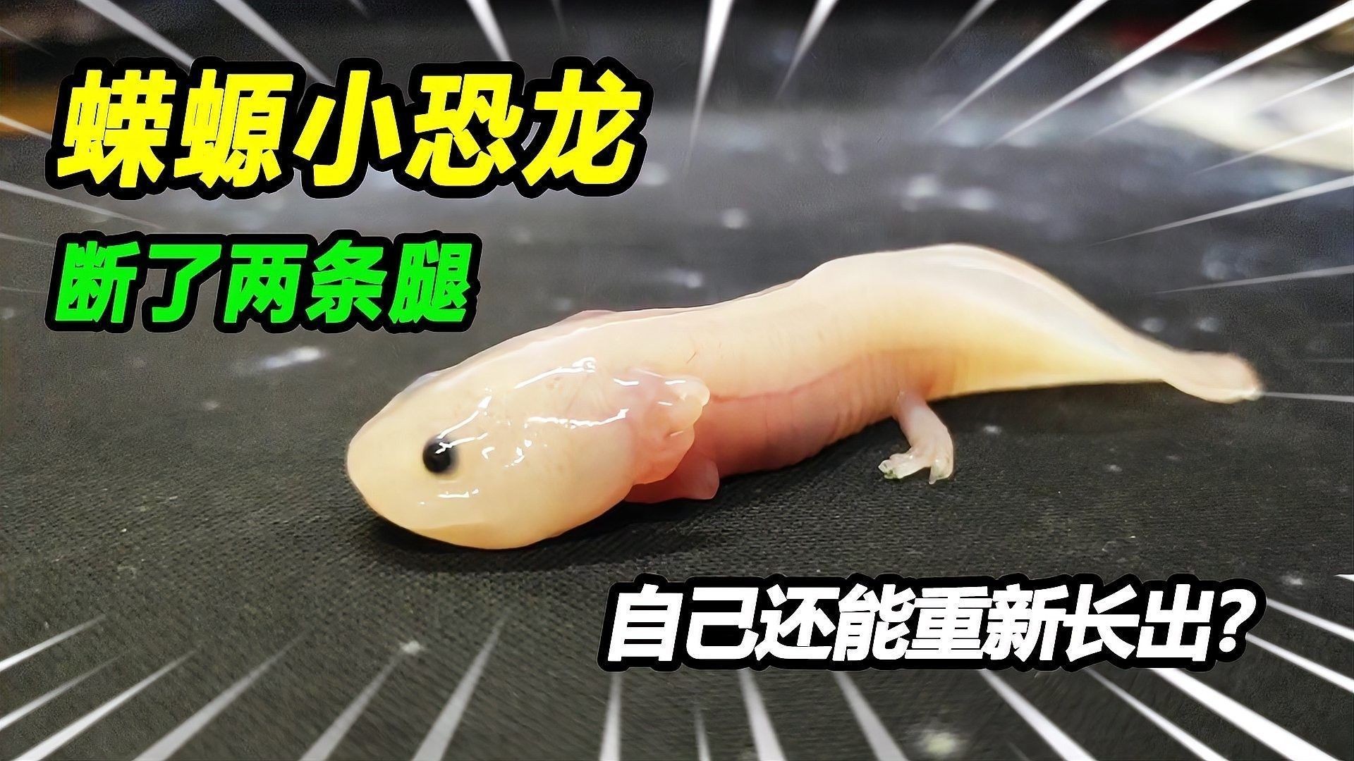 六角龍魚爪子感染如何治療？（六角恐龍爪子感染怎么辦）