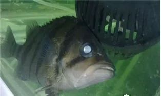 龍魚蒙眼病需要多久才能治愈（家里魚得了蒙眼病怎么辦龍魚蒙眼病治療方法及治療方法）