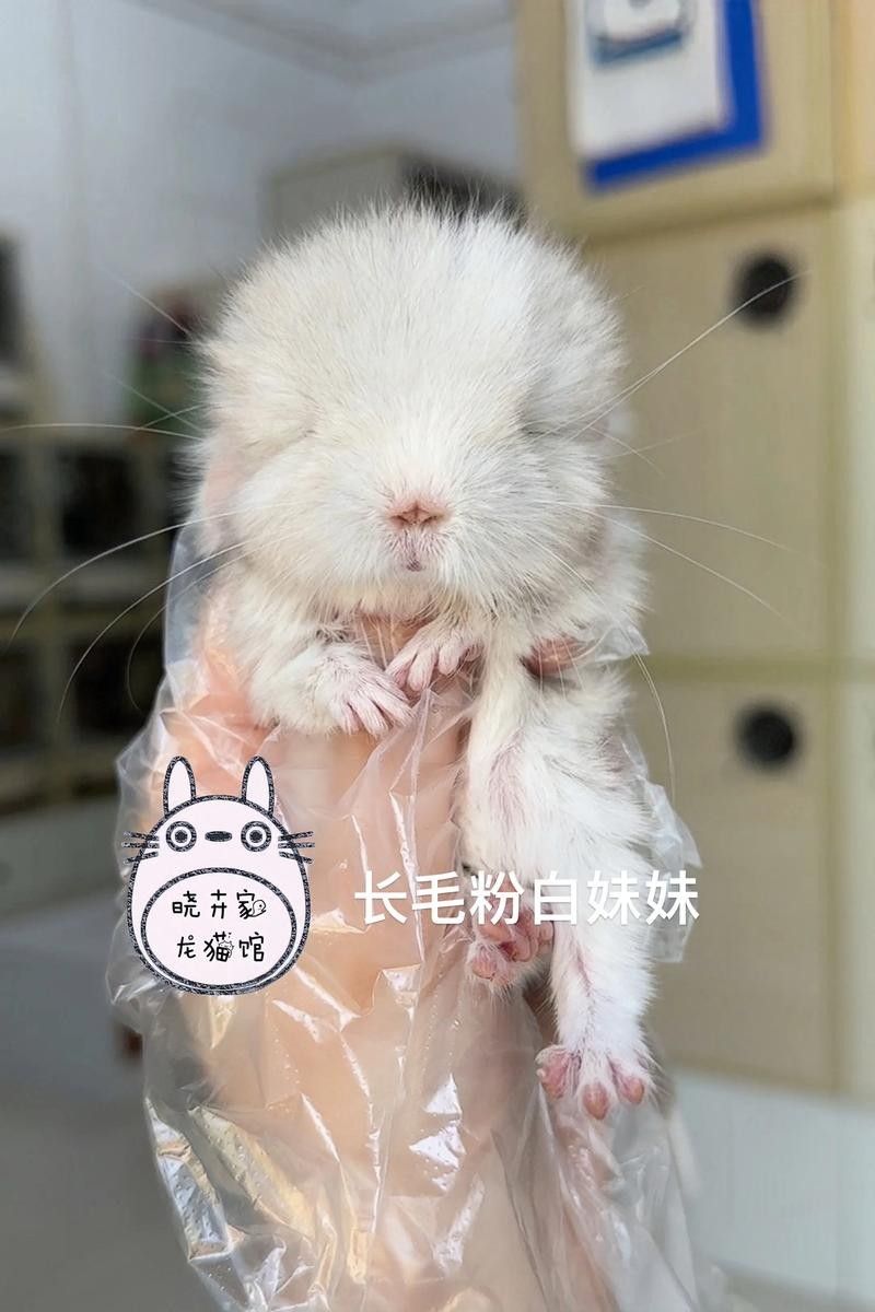白色龍貓的價格是多少（白色龍貓多少錢一只）