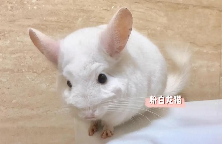 白色龍貓的價格是多少（白色龍貓多少錢一只）