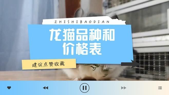 白色龍貓的價格是多少（白色龍貓多少錢一只）