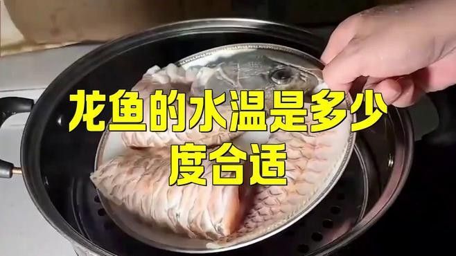 如何促進紅龍魚快速發色？（促進紅龍魚快速發色的飼養技巧和環境條件，紅龍魚發色攻略） 如何促進紅龍魚快速發色？（促進紅龍魚快速發色的飼養技巧和環境條件，紅龍魚發色攻略） 龍魚百科 第3張
