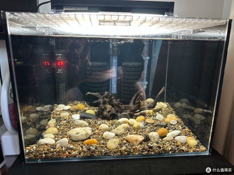 七彩雷龍魚混養需要多大的魚缸？ 七彩雷龍魚混養需要多大的魚缸？ 龍魚百科 第4張