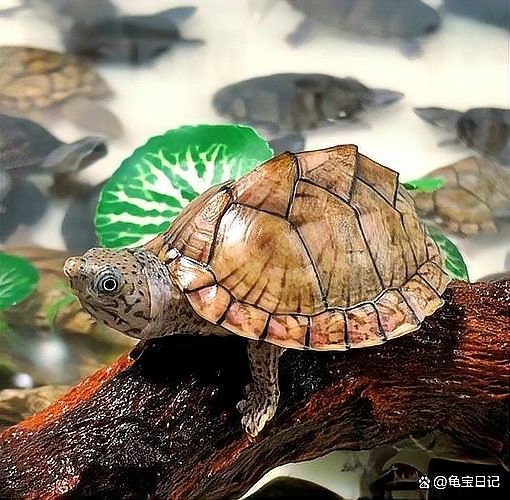 哪種龍魚與黃頭側頸龜混養最安全？ 哪種龍魚與黃頭側頸龜混養最安全？ 龍魚百科 第3張