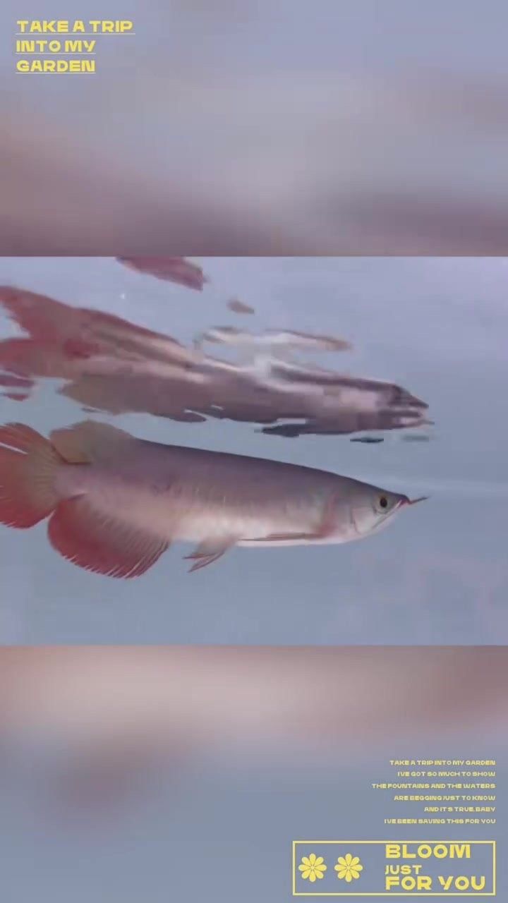 廣寧哪個水族館龍魚好？祥龍魚場龍魚 廣寧哪個水族館龍魚好？祥龍魚場龍魚 龍魚百科 第8張