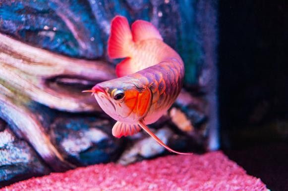 龍魚水族館的地址在哪里