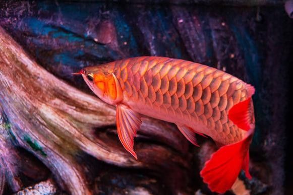 龍魚水族館的地址在哪里
