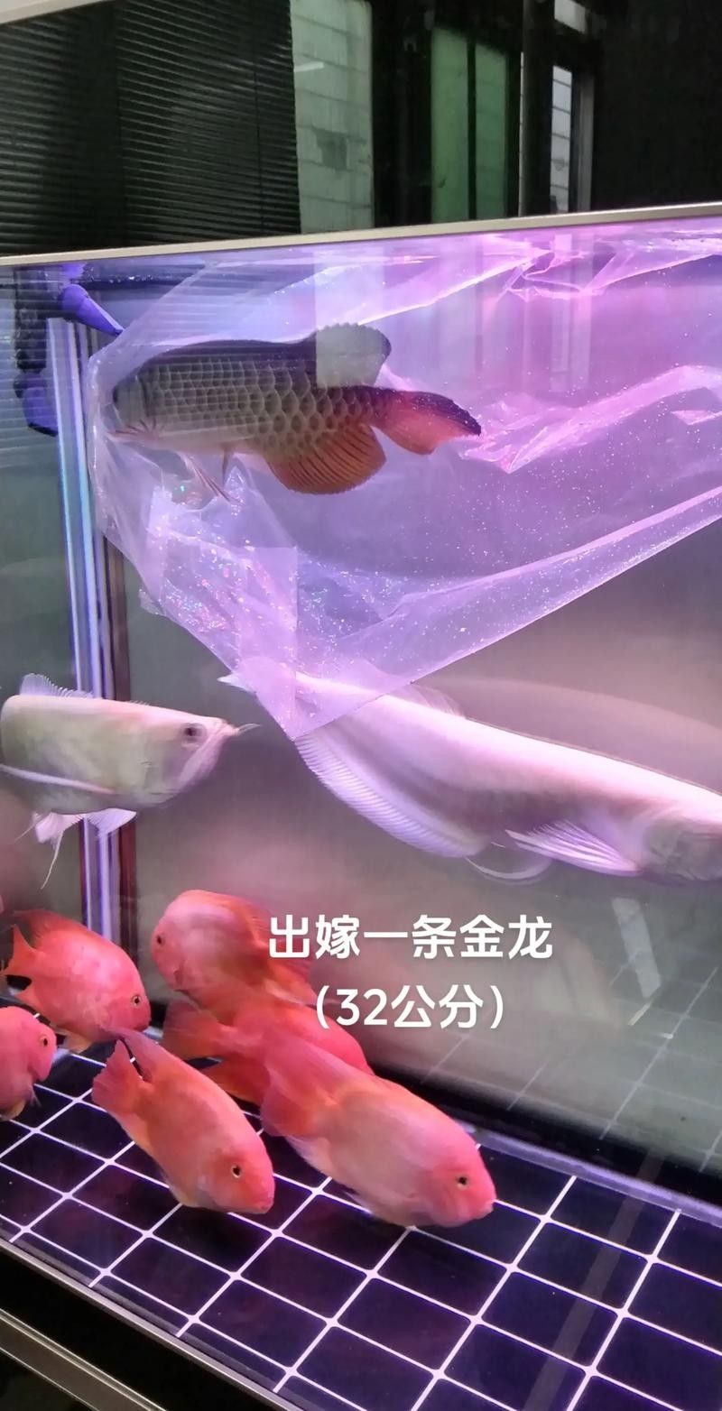 龍魚水族館的地址在哪里