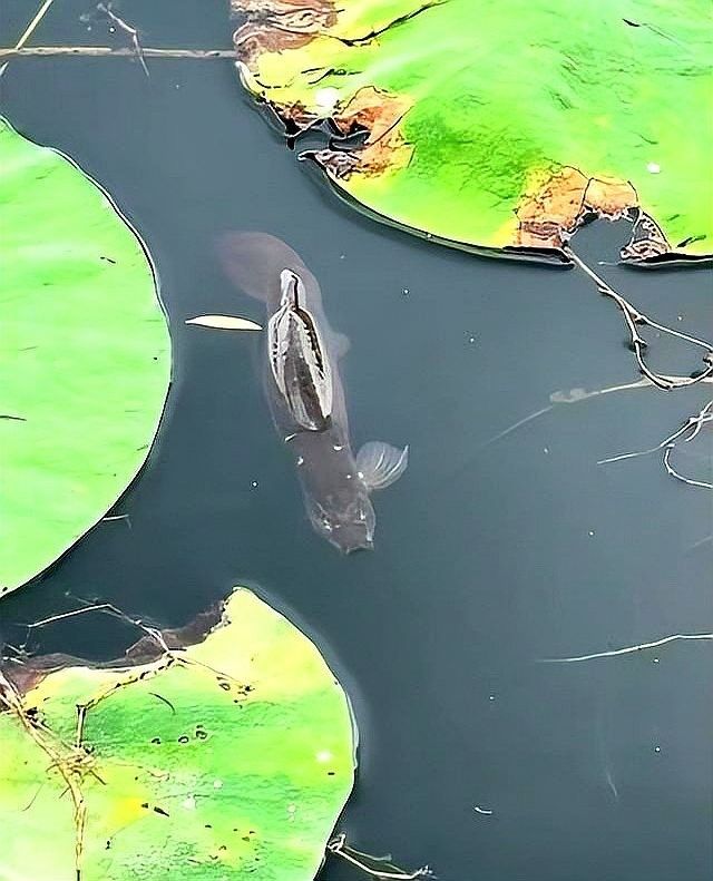 放生龍魚會有什么后果（放生龍魚會有什么后果，男子不顧勸阻堅持放生金龍魚）