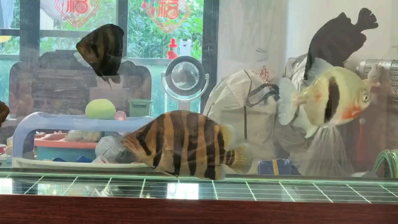 從小養大的胖子