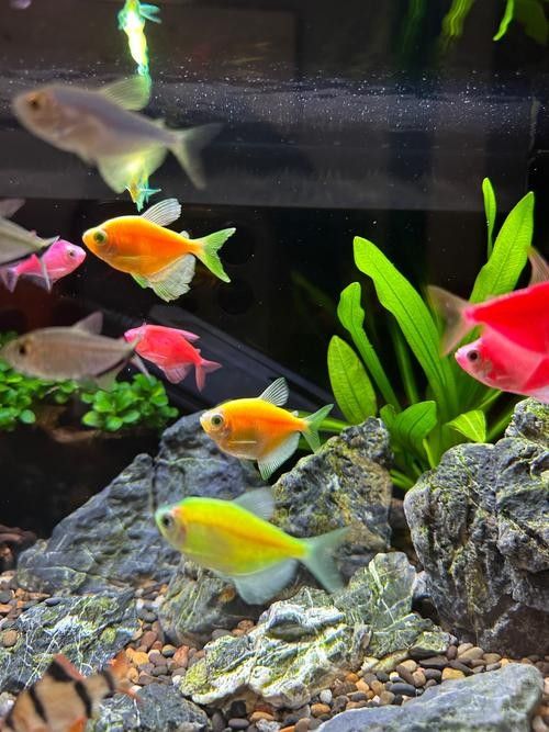 60×30的魚缸可以養(yǎng)哪些小型魚（0470×30厘米的魚缸適合養(yǎng)什么魚阿三樂魚60厘米的魚缸適合養(yǎng)什么魚）