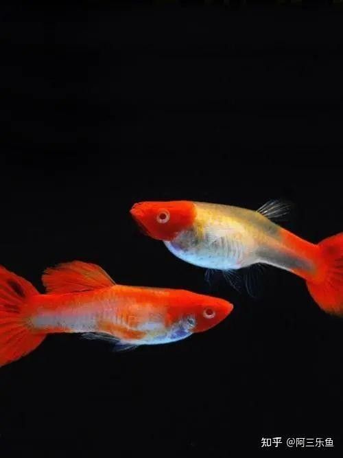 60×30的魚缸可以養哪些小型魚（0470×30厘米的魚缸適合養什么魚阿三樂魚60厘米的魚缸適合養什么魚）