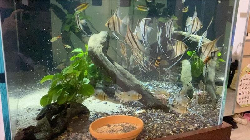 60×30的魚缸可以養哪些小型魚（0470×30厘米的魚缸適合養什么魚阿三樂魚60厘米的魚缸適合養什么魚）