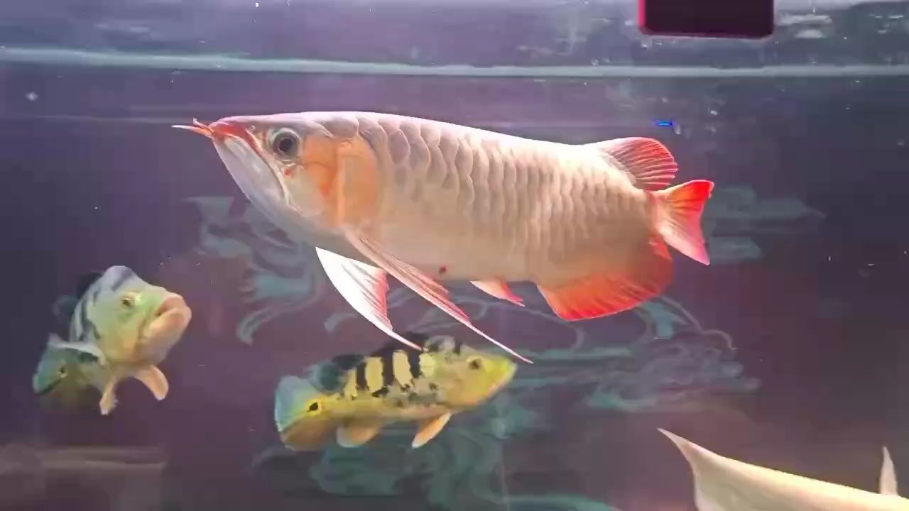 印尼虎魚多少溫度飼養(yǎng)最好:印尼虎魚多少溫度飼養(yǎng)最好印尼虎魚多少溫度飼養(yǎng)最好 漂亮(miss_離歌評論:美麗與魅力的探索) 龍魚論壇 漂亮(miss_離歌評論:美麗與魅力的探索) 漂亮(miss_離歌評論:美麗與魅力的探索) 龍魚論壇