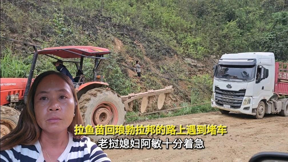 大青龍魚苗的飼養難度大嗎？（大青龍魚苗的飼養難度如何？） 大青龍魚苗的飼養難度大嗎？（大青龍魚苗的飼養難度如何？） 龍魚百科 第3張