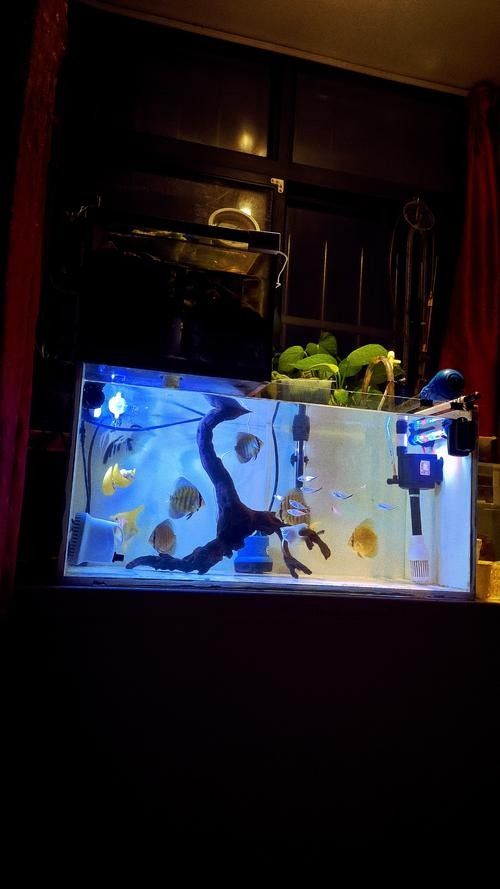 大青龍魚苗的飼養難度大嗎?(大青龍魚苗的飼養難度如何?) 龍魚百科 第9張 大青龍魚苗的飼養難度大嗎?(大青龍魚苗的飼養難度如何?) 大青龍魚苗的飼養難度大嗎?(大青龍魚苗的飼養難度如何?) 龍魚百科 第9張
