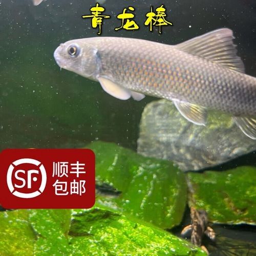 大青龍魚苗的飼養難度大嗎?(大青龍魚苗的飼養難度如何?) 龍魚百科 第7張 大青龍魚苗的飼養難度大嗎?(大青龍魚苗的飼養難度如何?) 大青龍魚苗的飼養難度大嗎?(大青龍魚苗的飼養難度如何?) 龍魚百科 第7張