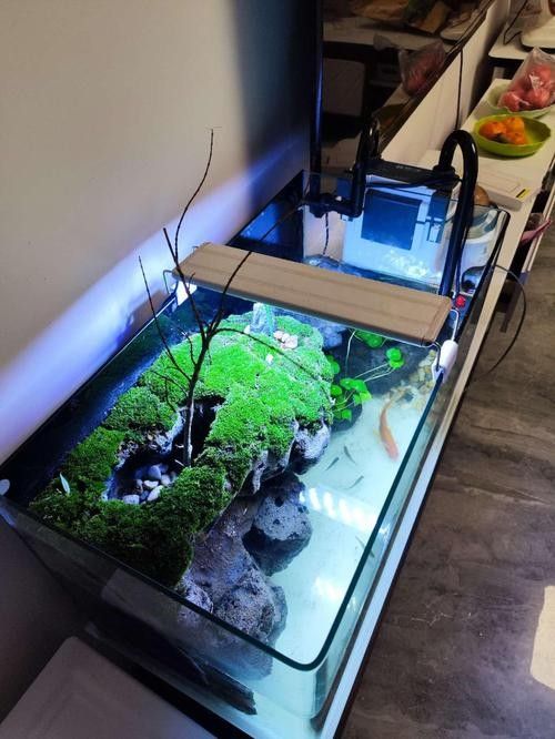 大青龍魚苗的飼養難度大嗎?(大青龍魚苗的飼養難度如何?) 龍魚百科 第8張 大青龍魚苗的飼養難度大嗎?(大青龍魚苗的飼養難度如何?) 大青龍魚苗的飼養難度大嗎?(大青龍魚苗的飼養難度如何?) 龍魚百科 第8張
