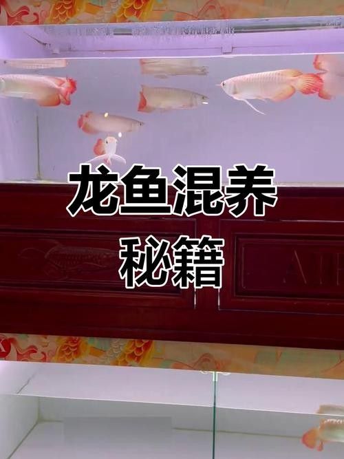 紅龍魚混養(yǎng)的最佳搭配是什么（養(yǎng)魚老道，紅龍魚混養(yǎng)指南）