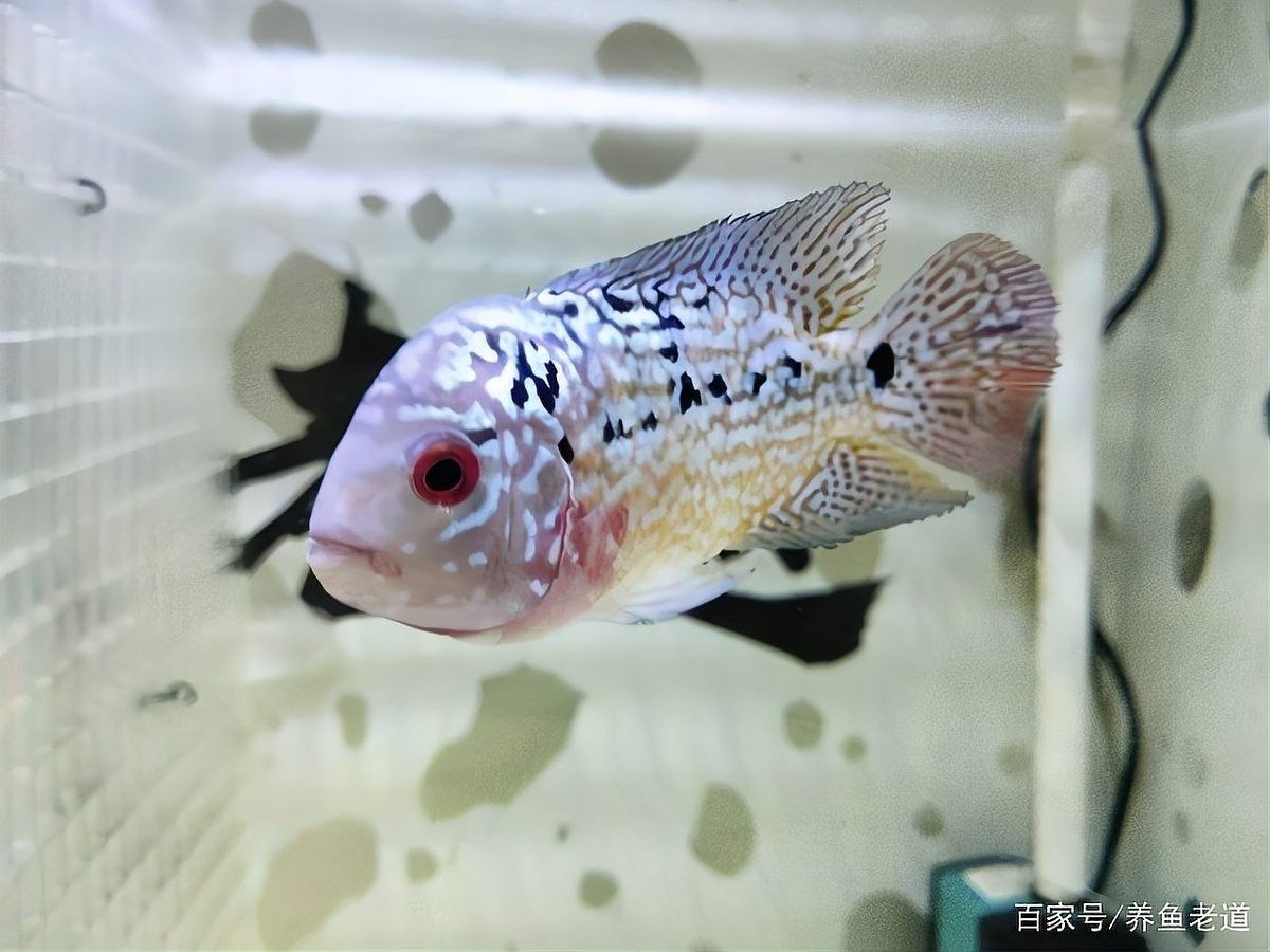 如何設(shè)置六角龍魚(yú)的隔離區(qū)（六角龍魚(yú)怎么養(yǎng)，六角龍魚(yú)隔離區(qū)設(shè)計(jì)隔離區(qū)的步驟）