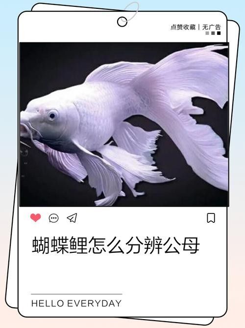 如何判斷蝴蝶鯉的品相？（判斷蝴蝶鯉品相的好壞，從以下幾個方面進行，）