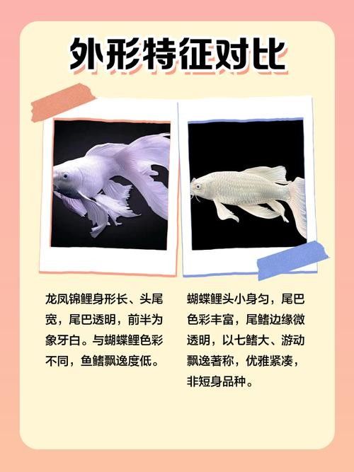 如何判斷蝴蝶鯉的品相？（判斷蝴蝶鯉品相的好壞，從以下幾個方面進行，）