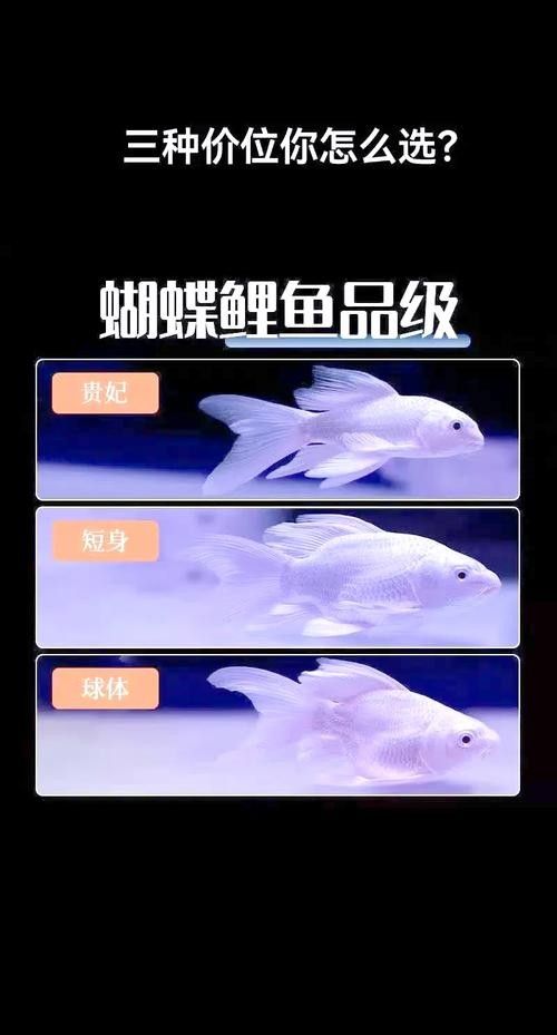 如何判斷蝴蝶鯉的品相？（判斷蝴蝶鯉品相的好壞，從以下幾個方面進行，）