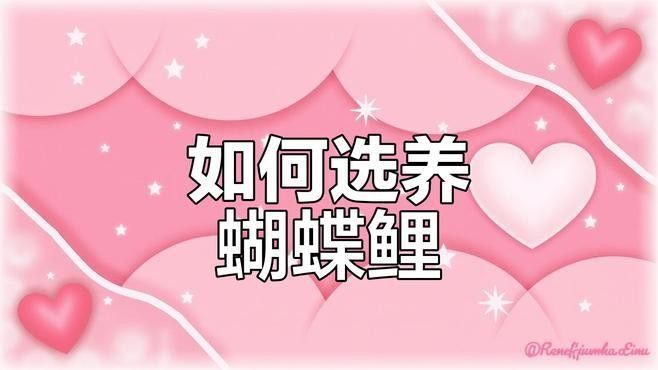 如何判斷蝴蝶鯉的品相？（判斷蝴蝶鯉品相的好壞，從以下幾個方面進行，）