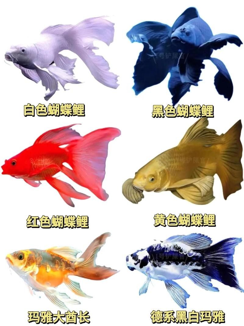 如何判斷蝴蝶鯉的品相？（判斷蝴蝶鯉品相的好壞，從以下幾個方面進行，）