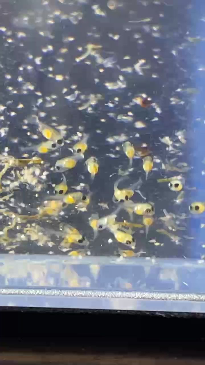 魚苗（魚類繁殖過程中的初期階段，）