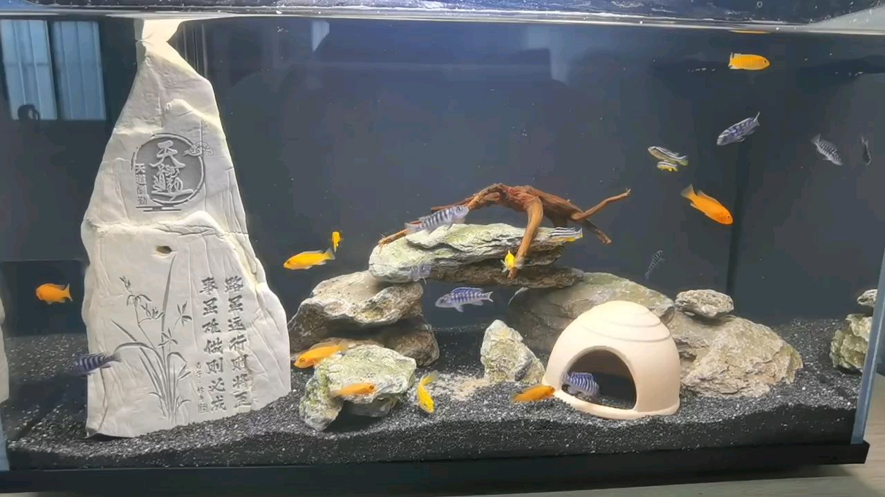 魚缸用增氧泵價格是多少:魚缸增氧機-xtrac增氧機-xtrac增氧機 開缸啦(辦公室的一缸魚) 龍魚論壇 開缸啦(辦公室的一缸魚) 開缸啦(辦公室的一缸魚) 龍魚論壇