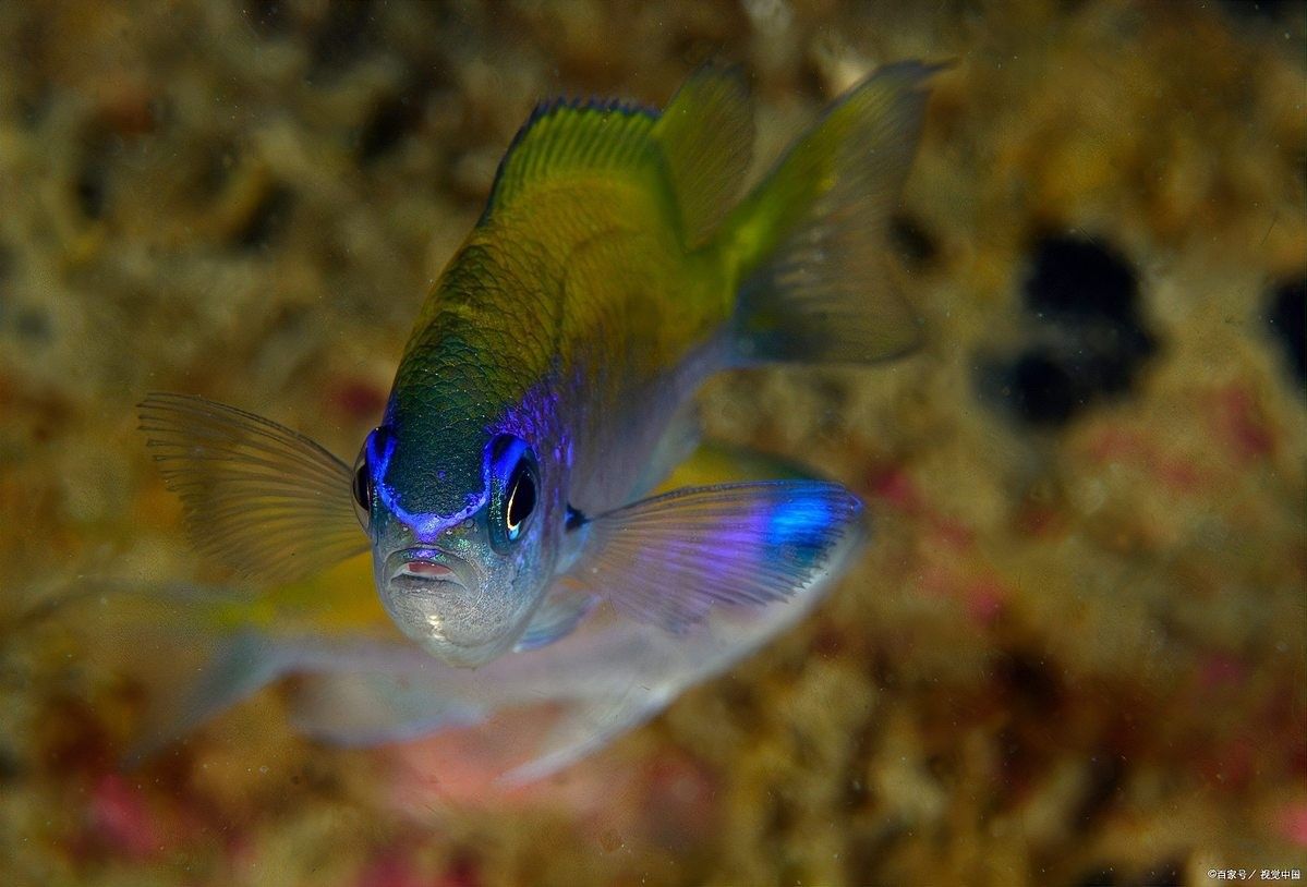 麗麗魚(yú)和曼龍魚(yú)哪個(gè)更好養(yǎng)（麗麗魚(yú)和曼龍魚(yú)的區(qū)別）
