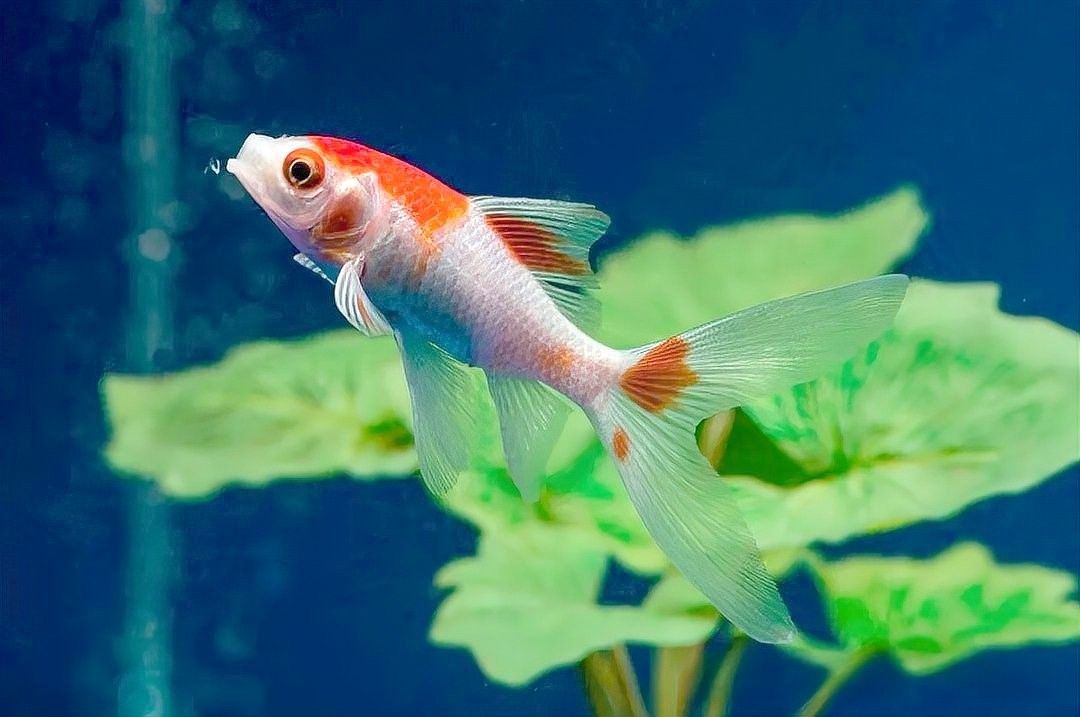 麗麗魚(yú)和曼龍魚(yú)哪個(gè)更好養(yǎng)（麗麗魚(yú)和曼龍魚(yú)的區(qū)別）