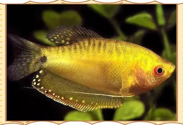 麗麗魚(yú)和曼龍魚(yú)哪個(gè)更好養(yǎng)（麗麗魚(yú)和曼龍魚(yú)的區(qū)別）