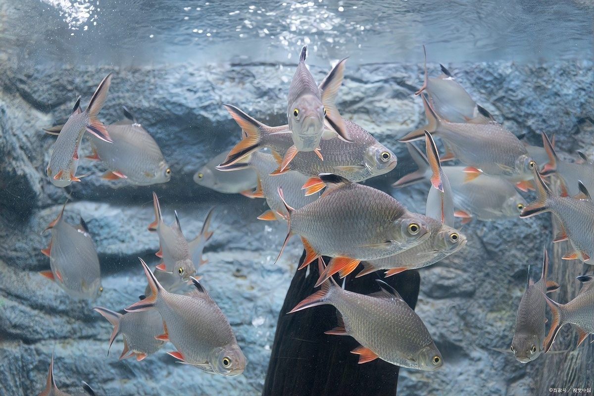 麗麗魚(yú)和曼龍魚(yú)哪個(gè)更好養(yǎng)（麗麗魚(yú)和曼龍魚(yú)的區(qū)別）