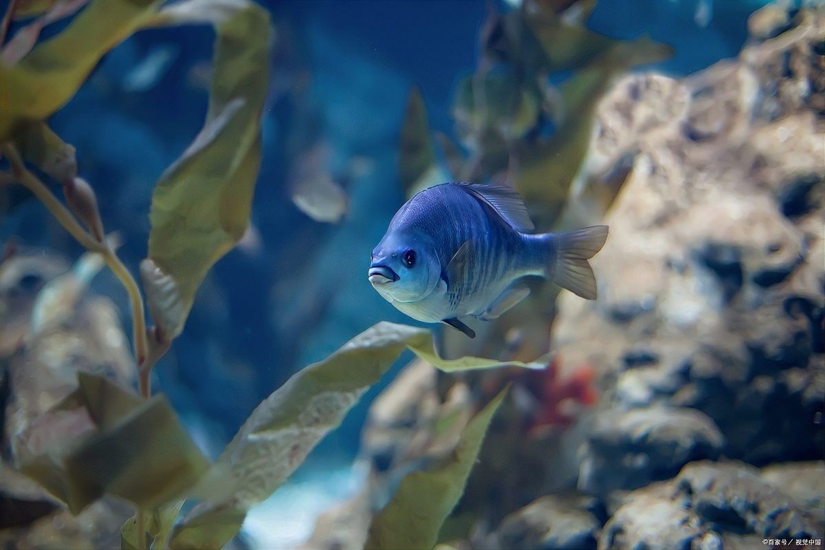 麗麗魚(yú)和曼龍魚(yú)哪個(gè)更好養(yǎng)（麗麗魚(yú)和曼龍魚(yú)的區(qū)別）