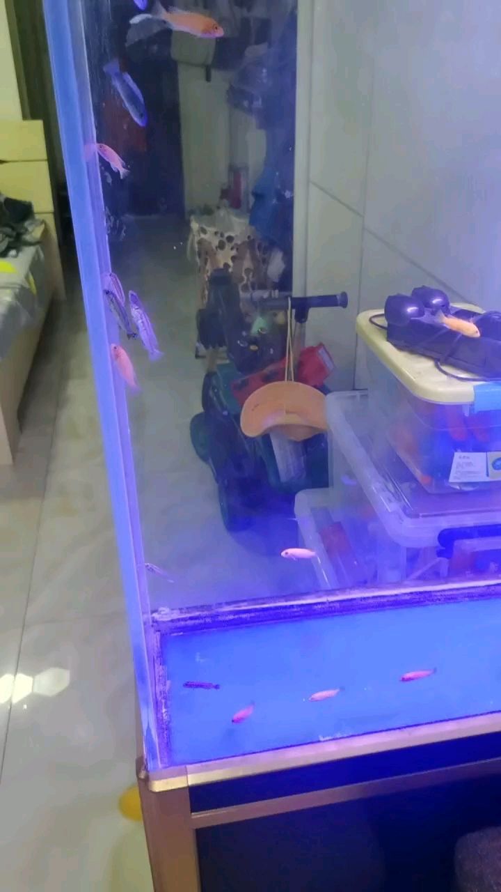 家里的魚缸因為要孩子沒時間打理魚全出了，今天時隔五年重新開缸。這次開始養三湖慈鯛了。進了55個小鯛，試試水！（三湖慈鯛重新開缸）