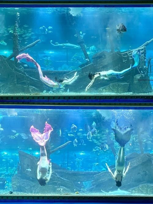 如何聯(lián)系龍魚世家水族館（如何聯(lián)系龍魚世家水族館？）