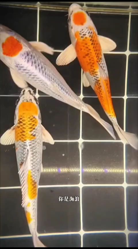 打卡（打卡文化在當代社會的影響與挑戰）