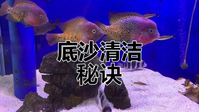 紅龍魚缸底砂選擇推薦（紅龍魚缸底砂什么沙子最好時間駭客mpp魚缸砂底品牌排行榜）