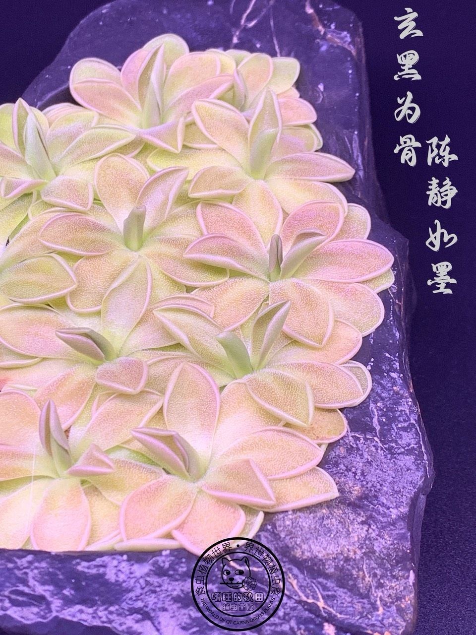 《捕蟲堇與靈璧石》第三彈（捕蟲堇與靈璧石第三彈）