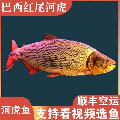 黃金河虎和龍魚混養需要哪些躲避物（河虎和龍魚混養的寓意有多少人知道龍魚混養的寓意有多少）